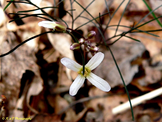 {Cardamine dissecta}